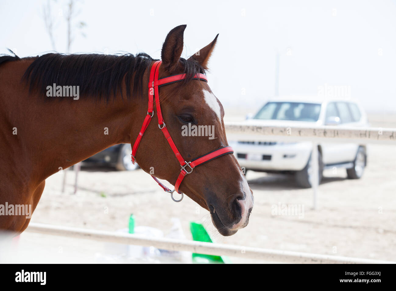Endurance racing cavallo nella zona di stabulazione al CHI Al Shaqab 2014 Foto Stock