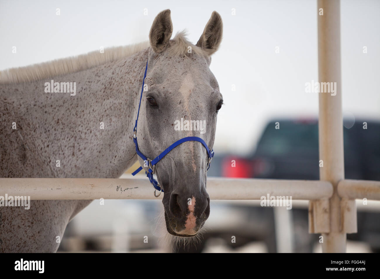 Endurance racing cavallo nella zona di stabulazione al CHI Al Shaqab 2014 Foto Stock