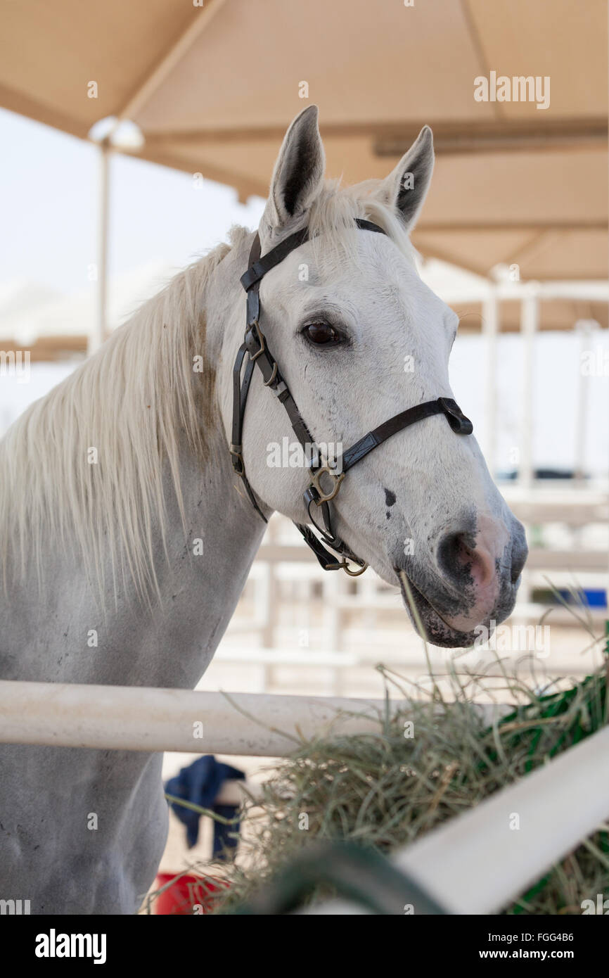 Endurance racing cavallo nella zona di stabulazione al CHI Al Shaqab 2014 Foto Stock