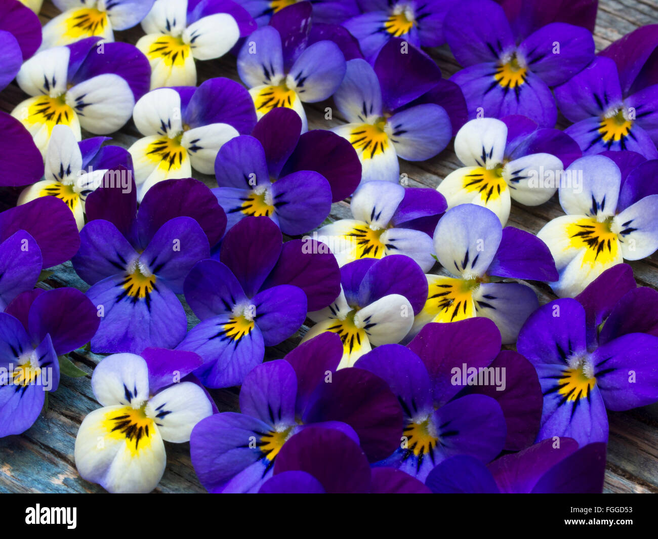 Viola selvatica sfondo Foto Stock