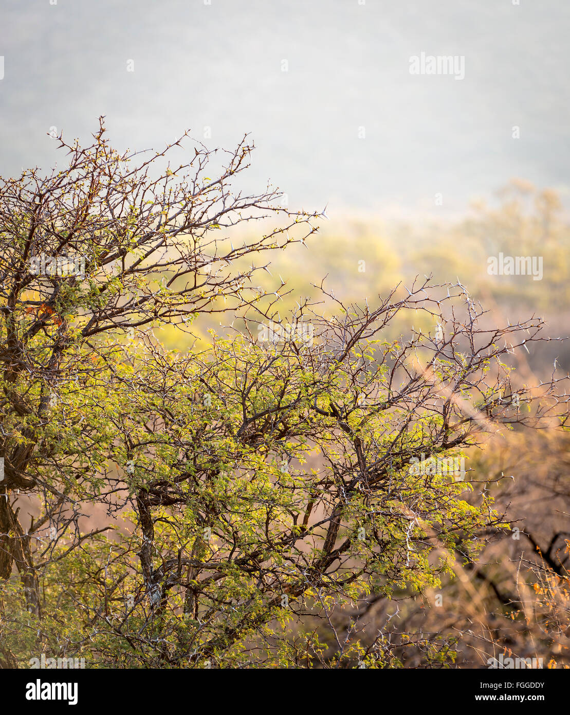 Vista panoramica del bush Africano nelle zone rurali del Botswana, Africa Foto Stock