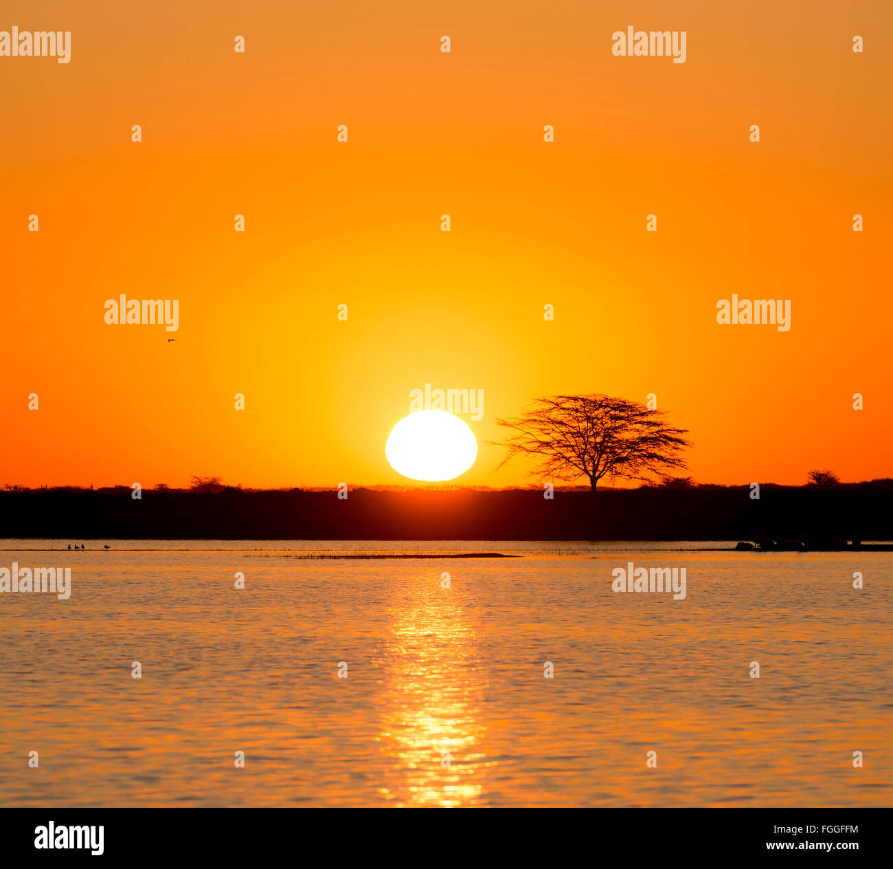 Classic tramonto Africano con un enorme sole bruciante su alberi di acacia e acqua in Botswana, Africa Foto Stock