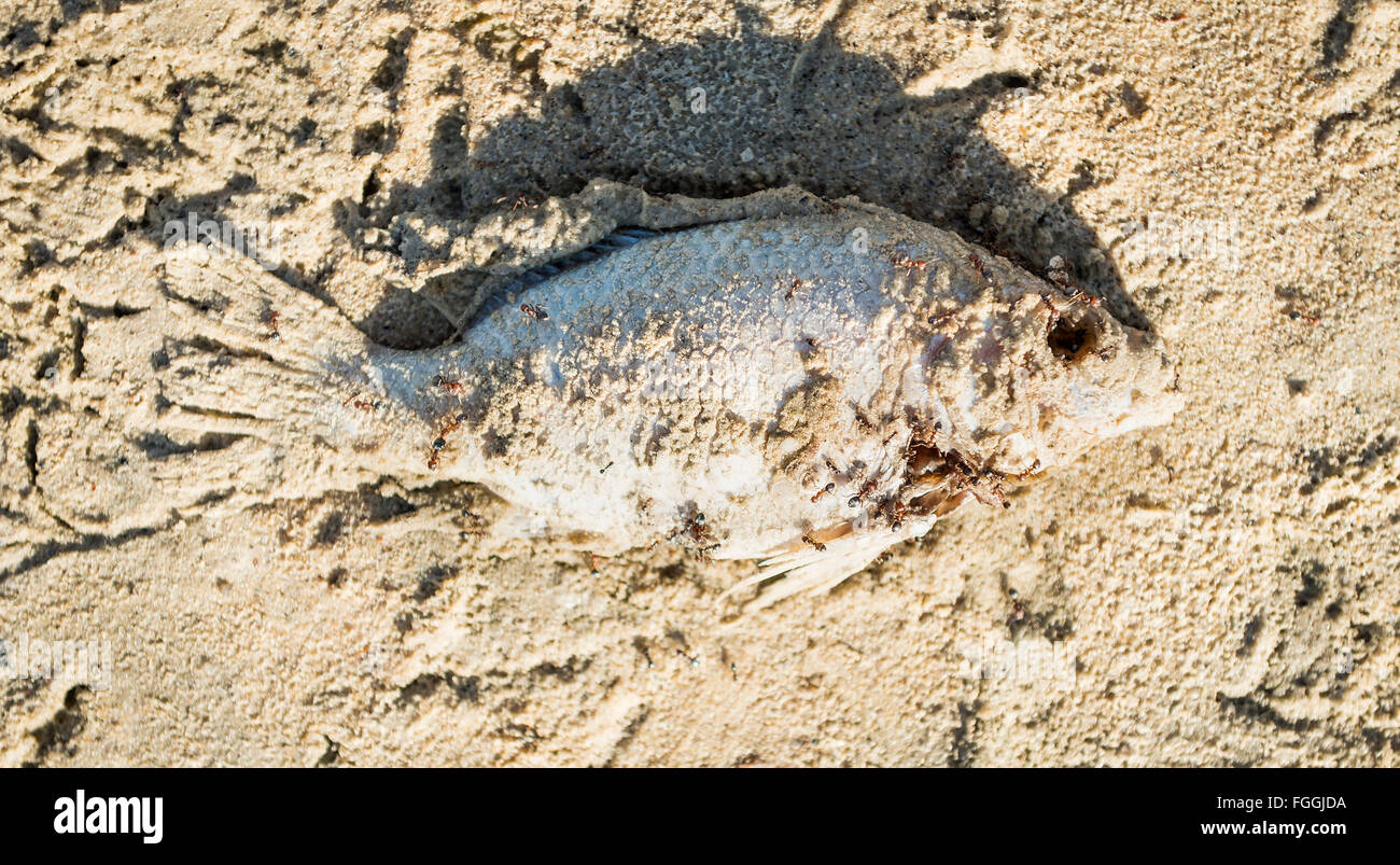 I pesci morti sulla sabbia di essere mangiato da formiche Foto Stock