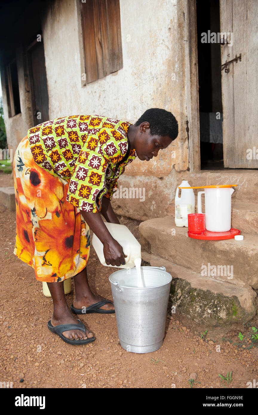 Signora ugandese filtrando il latte fresco per assicurarsi che sia pulita. Foto Stock