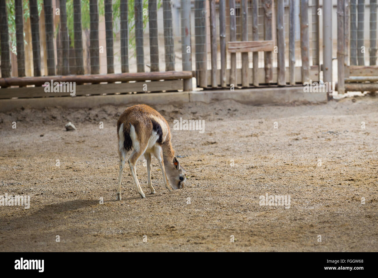 Cervo o qualche tipo di animale gazzelle con la testa nella terra in cerca di cibo. Foto Stock