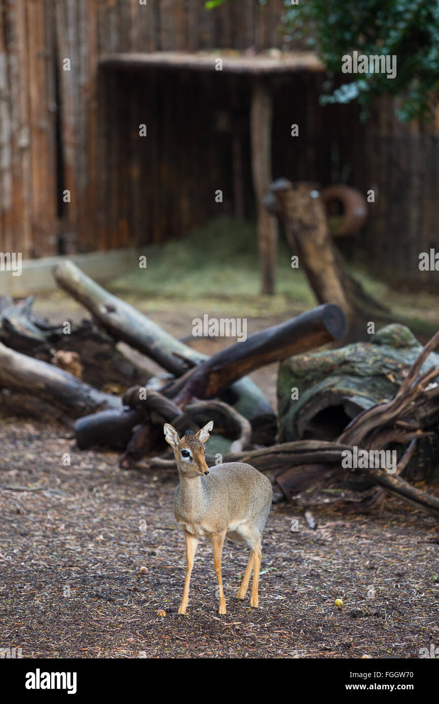 Africa in miniatura Deer Fawn su alcuni frammenti di legno a guardare fuori per i predatori. Foto Stock