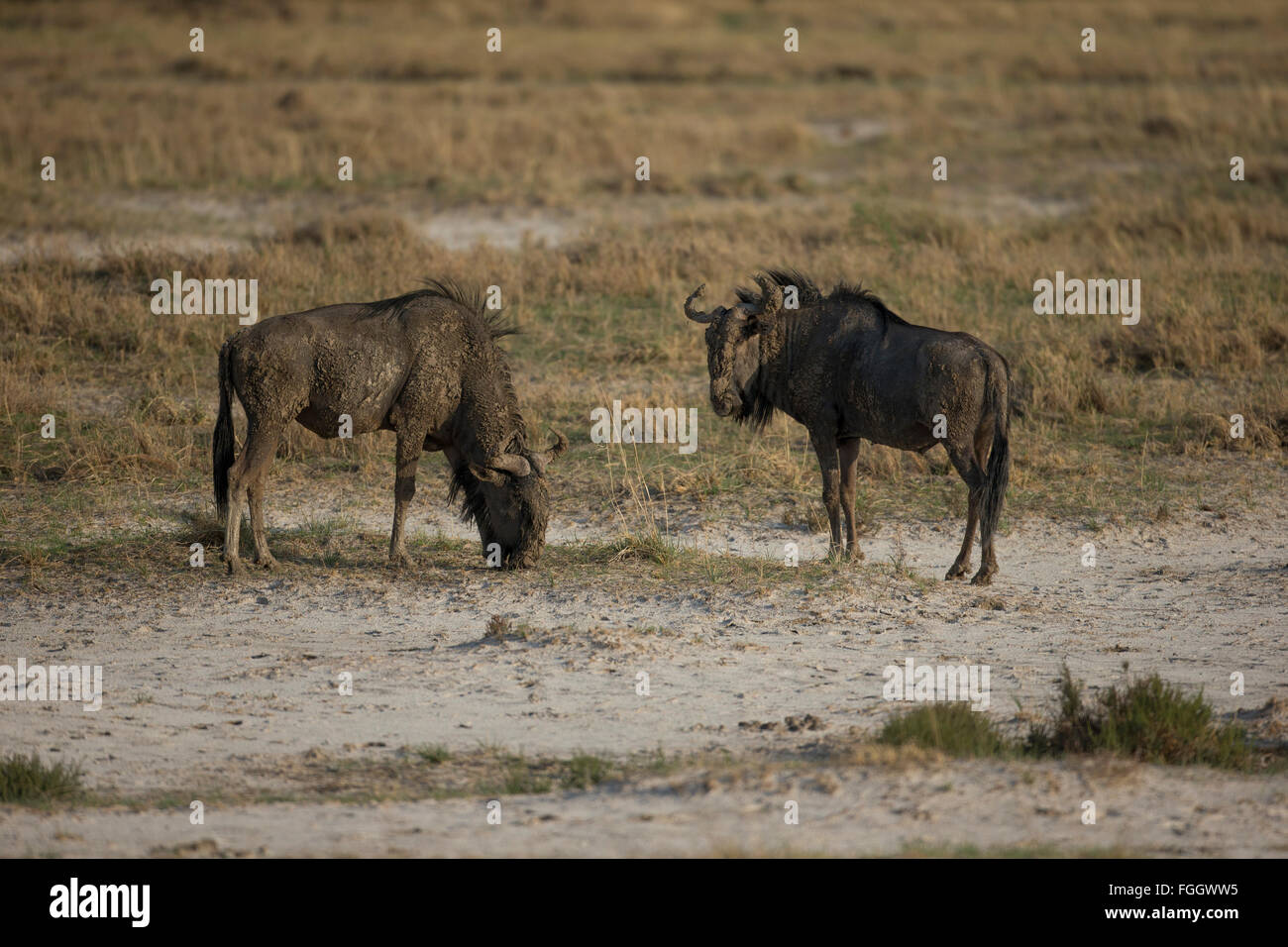 Il wildebeests, chiamato anche gnus o wildebai, sono un genere di antilopi, connochaetes. appartengono alla famiglia bovidi, che Foto Stock
