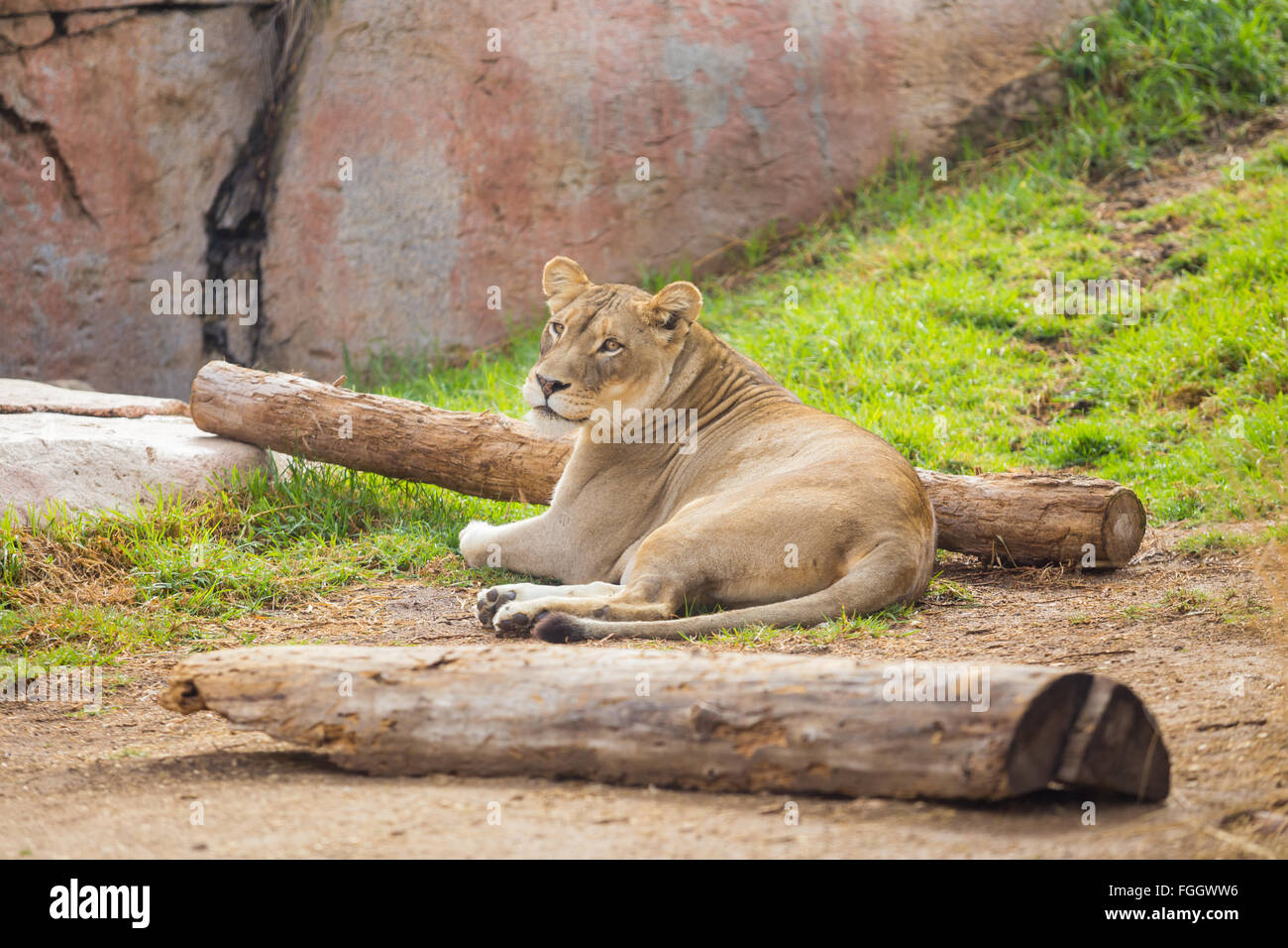 Leonessa femmina rilassante con nessun problema ad un parco di safari in cattività. Foto Stock