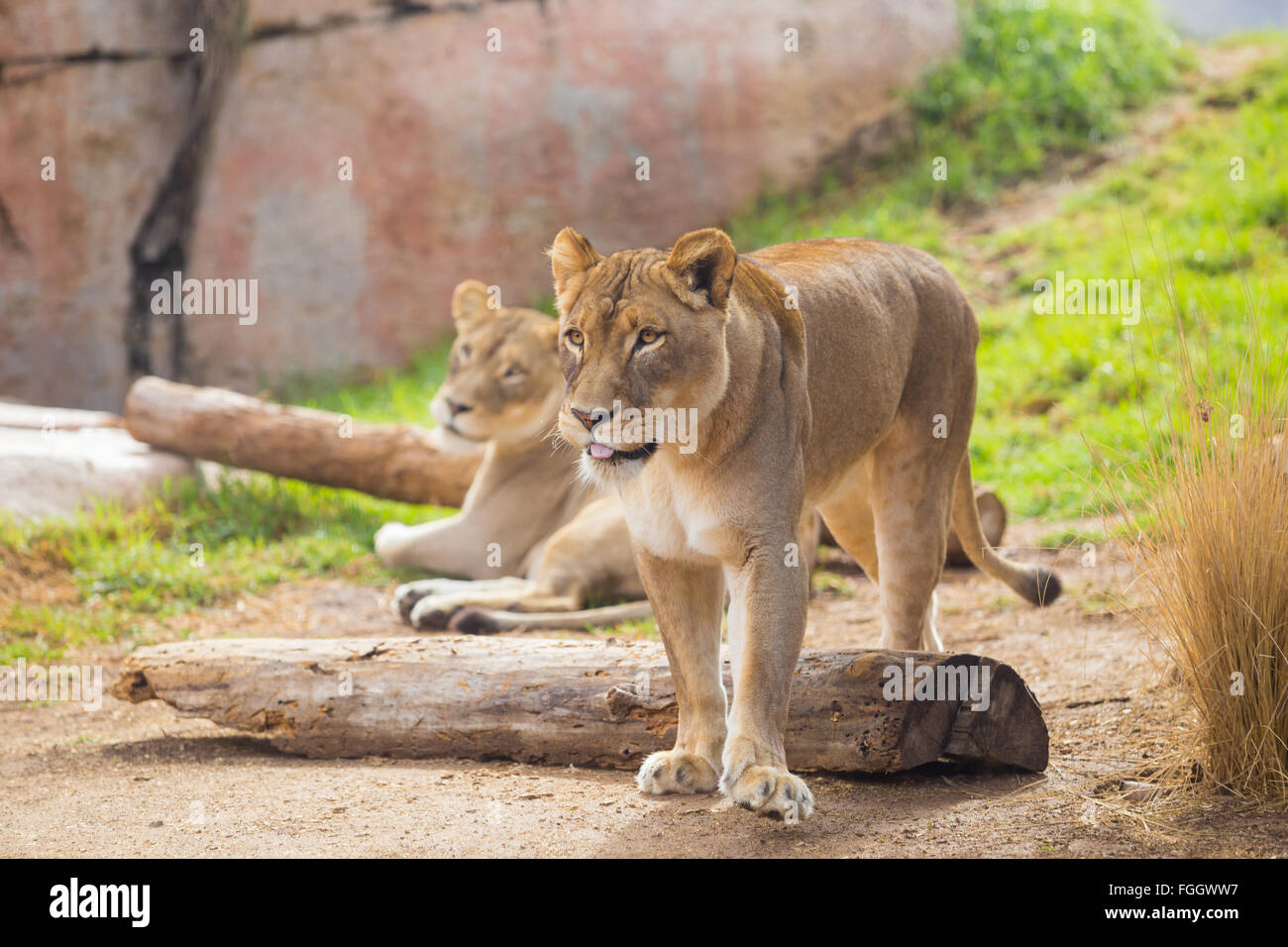 Leonessa femmina rilassante con nessun problema ad un parco di safari in cattività. Foto Stock