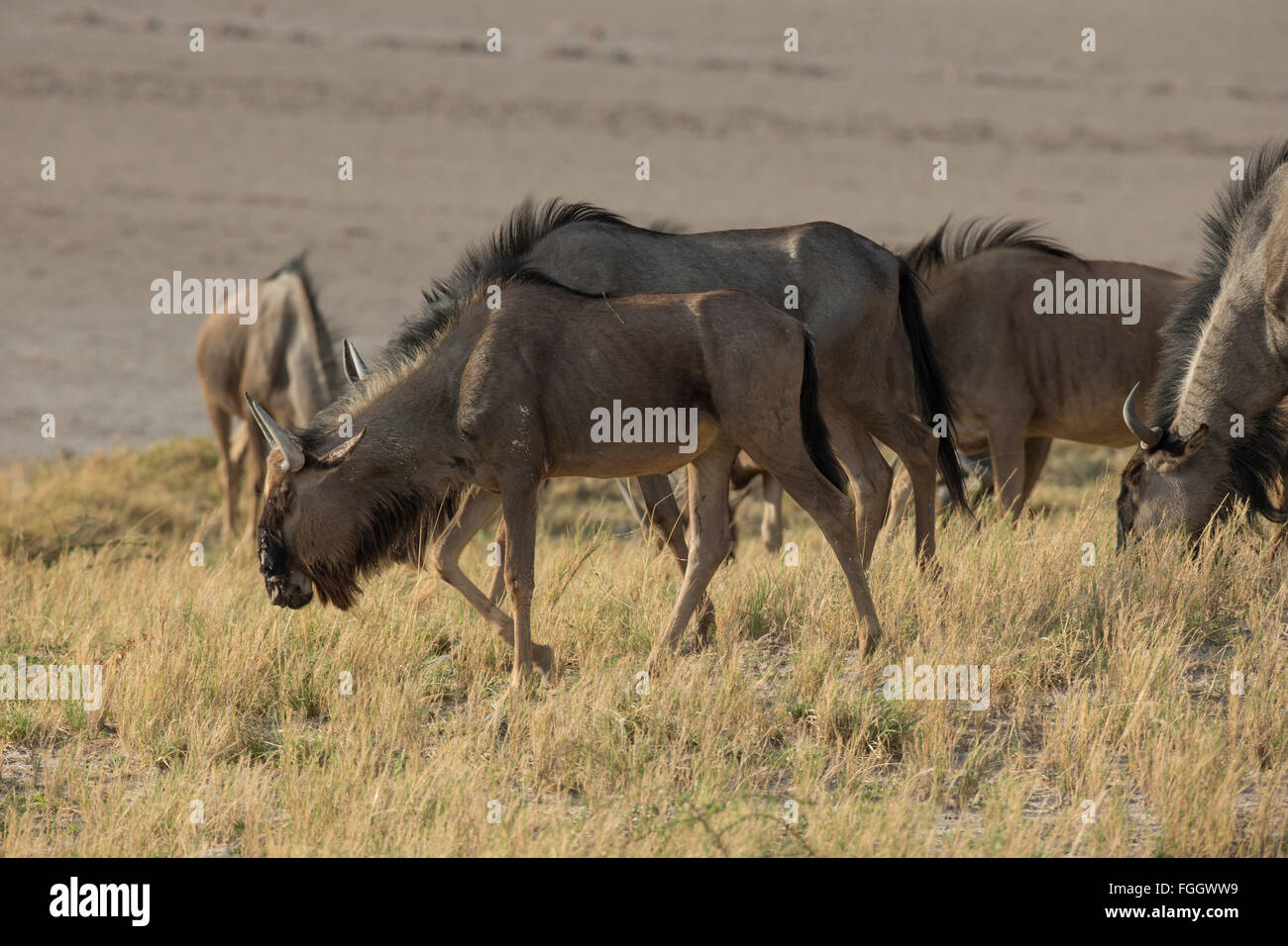 Il wildebeests, chiamato anche gnus o wildebai, sono un genere di antilopi, connochaetes. appartengono alla famiglia bovidi, che Foto Stock