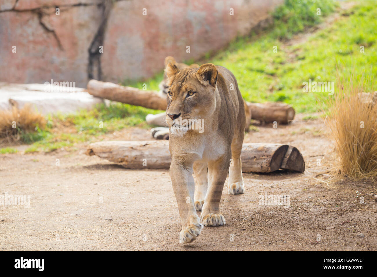 Leonessa femmina rilassante con nessun problema ad un parco di safari in cattività. Foto Stock