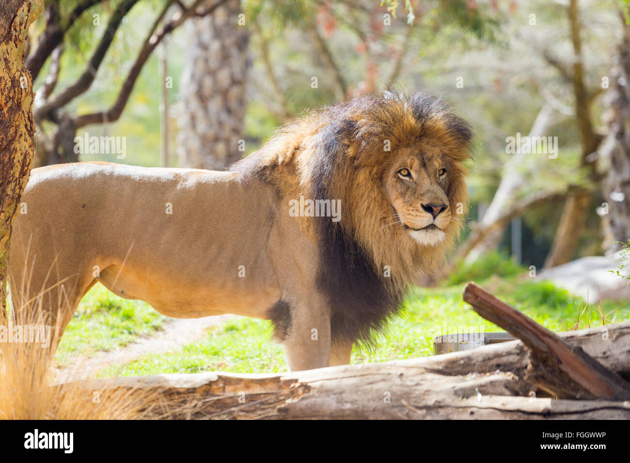 Leone maschio guardando verso la telecamera a un grande stile safari Park in California. Foto Stock
