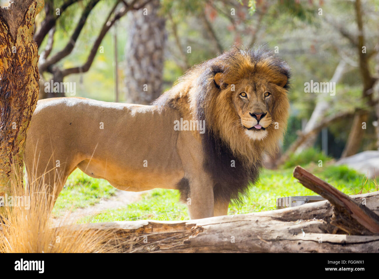Leone maschio guardando verso la telecamera a un grande stile safari Park in California. Foto Stock
