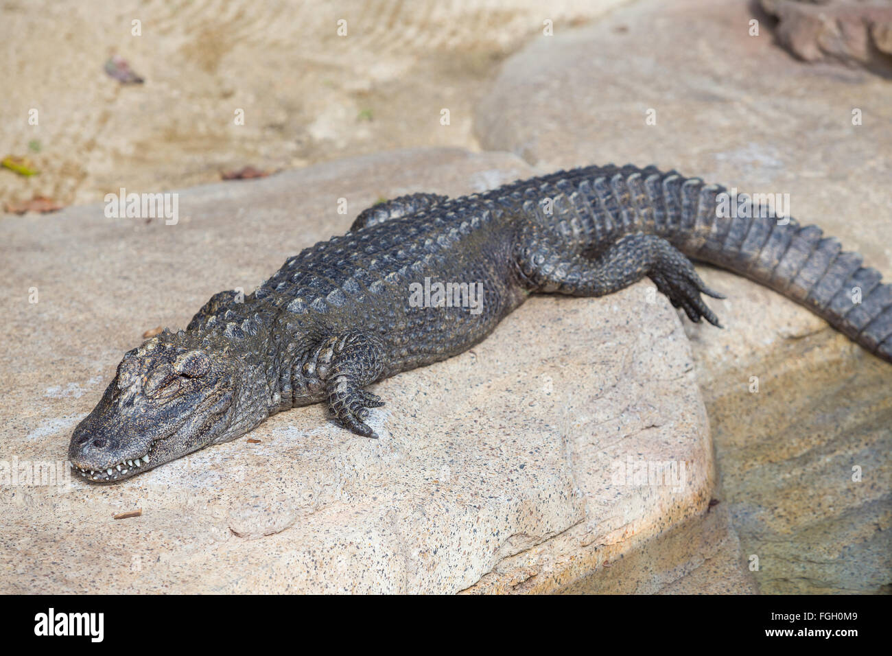 Il coccodrillo su una roccia in appoggio in corrispondenza di un animale santuario per rettili. Foto Stock