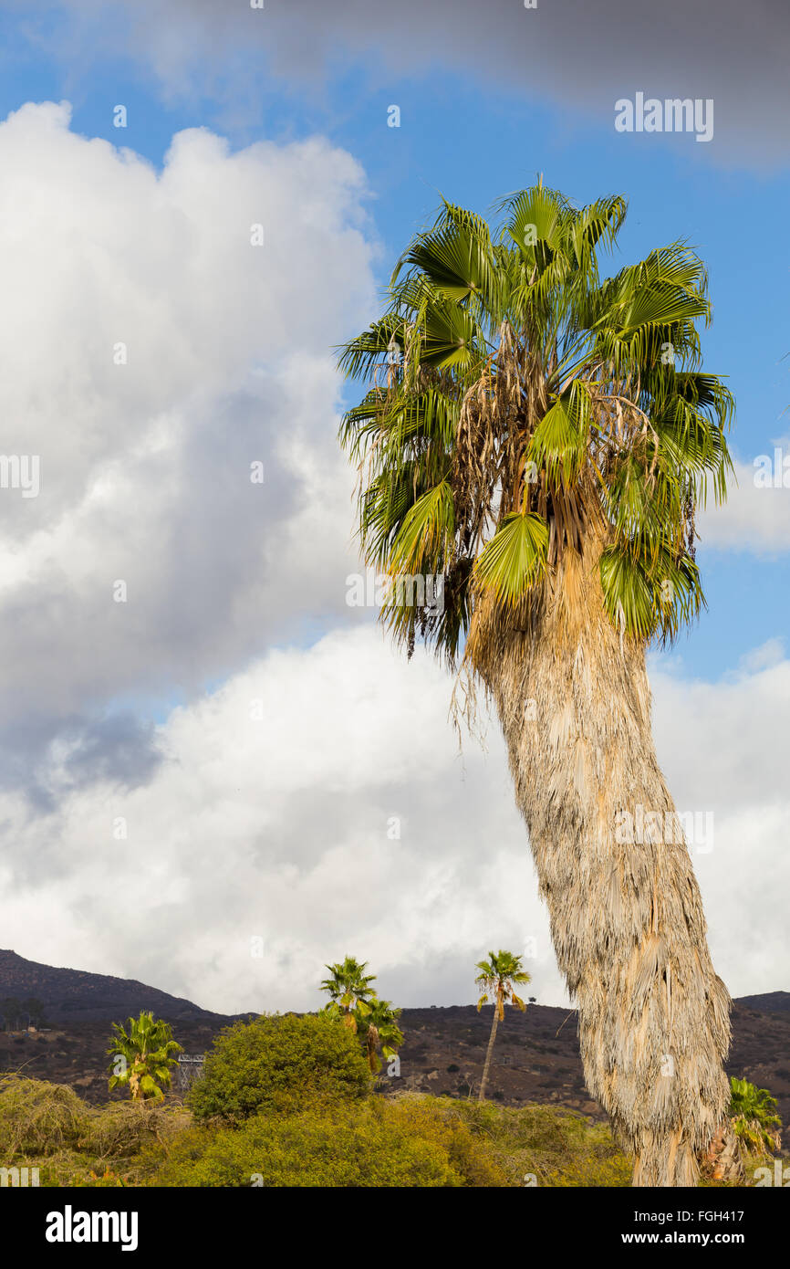 Clima tropicale del sud della California è perfetto per questo tipo di grande palma. Foto Stock