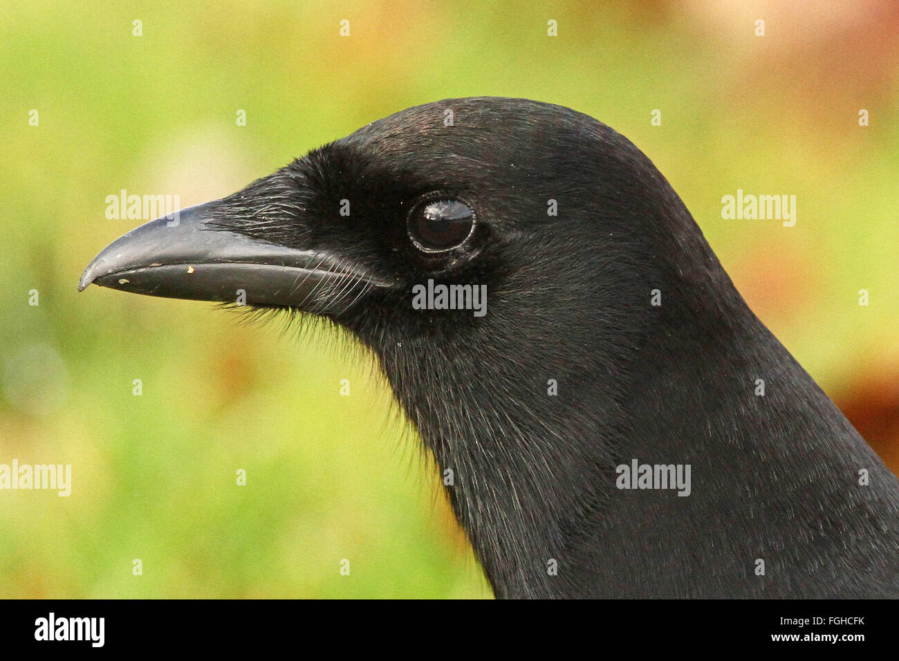 Testa di primo piano Magpie Foto Stock