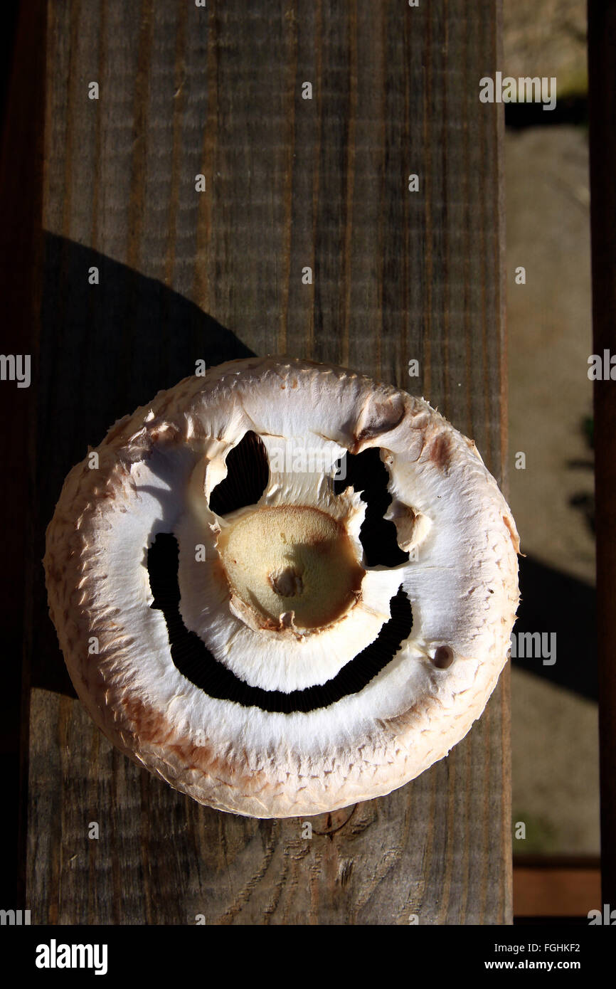Unico fungo con sorriso Foto Stock