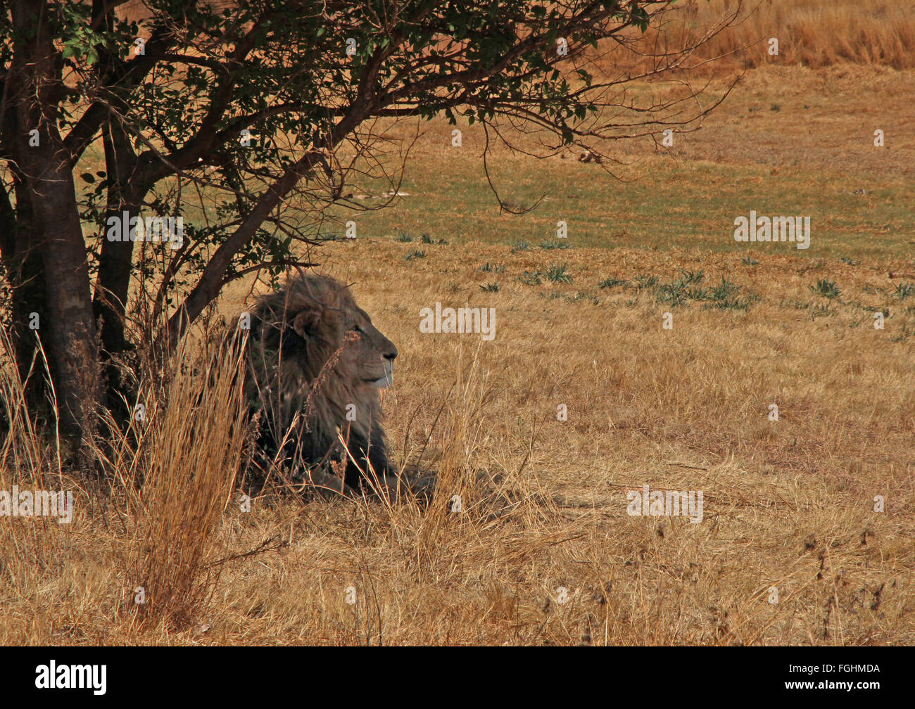Un maschio di leone in appoggio sull'ombra di un albero Foto Stock