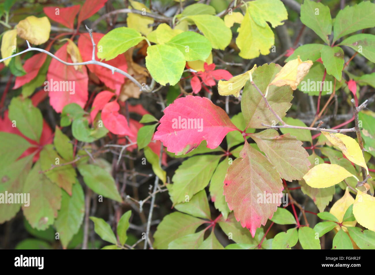 Foglie di autunno bellissimi colori Foto Stock
