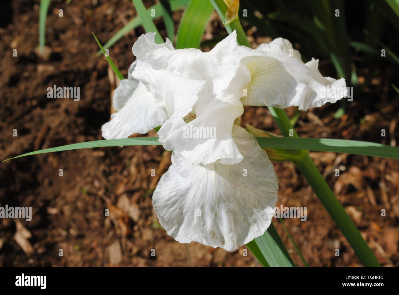 Bianco perfetto Iris in piena fioritura Foto Stock