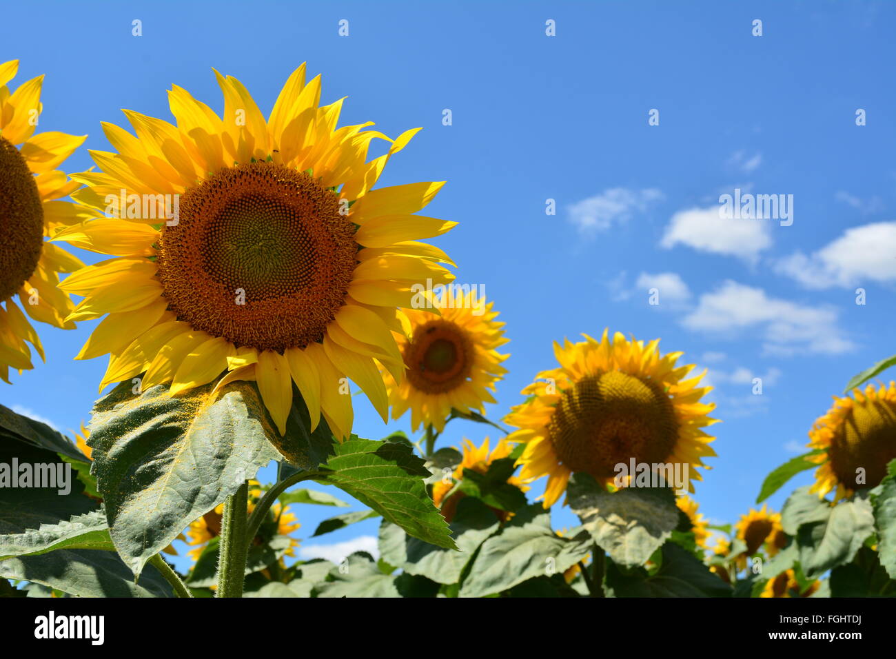 Girasole in campo su una luminosa e soleggiata giornata con un cielo blu Foto Stock