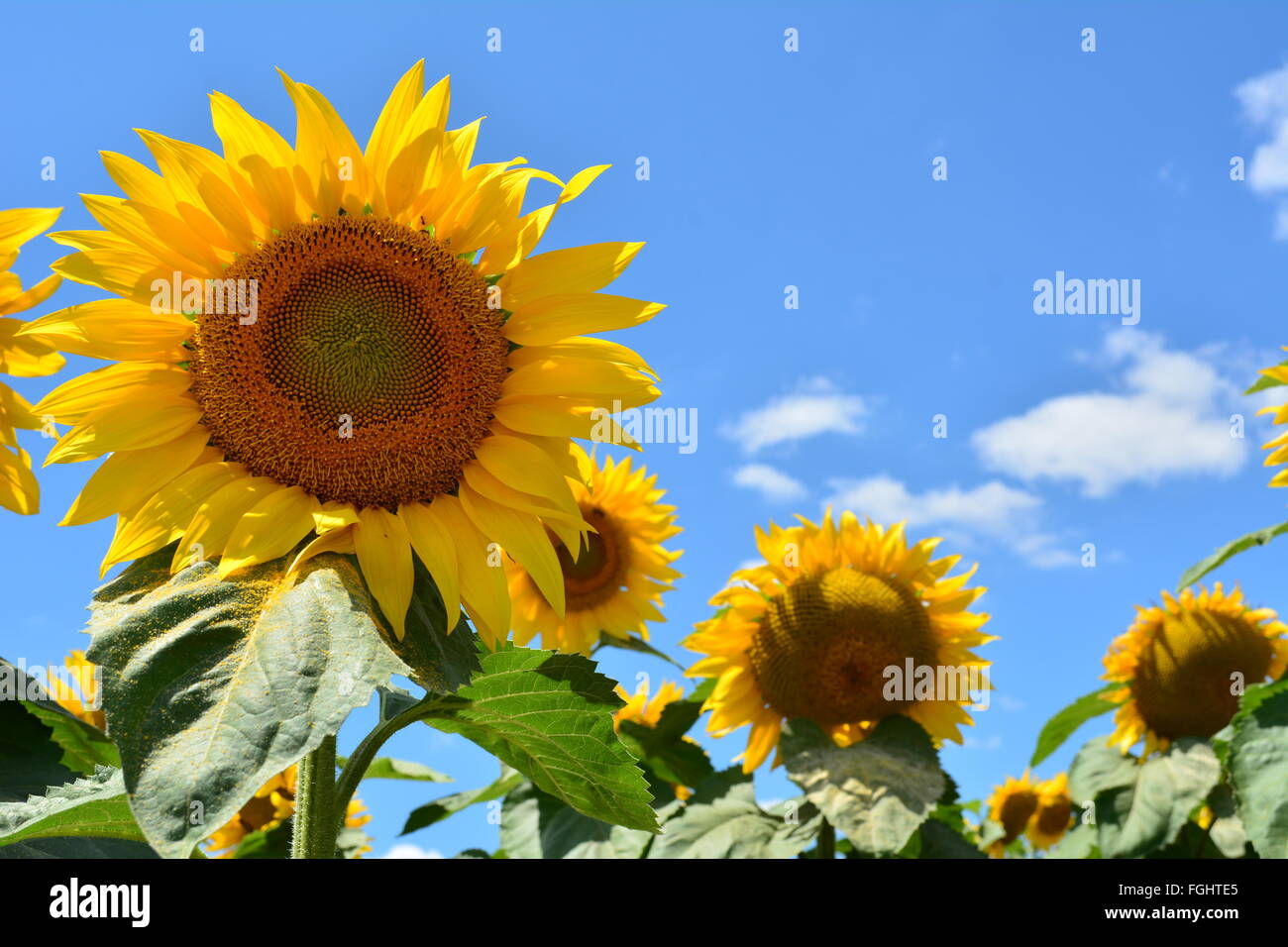 Girasole in campo su una luminosa e soleggiata giornata con un cielo blu Foto Stock