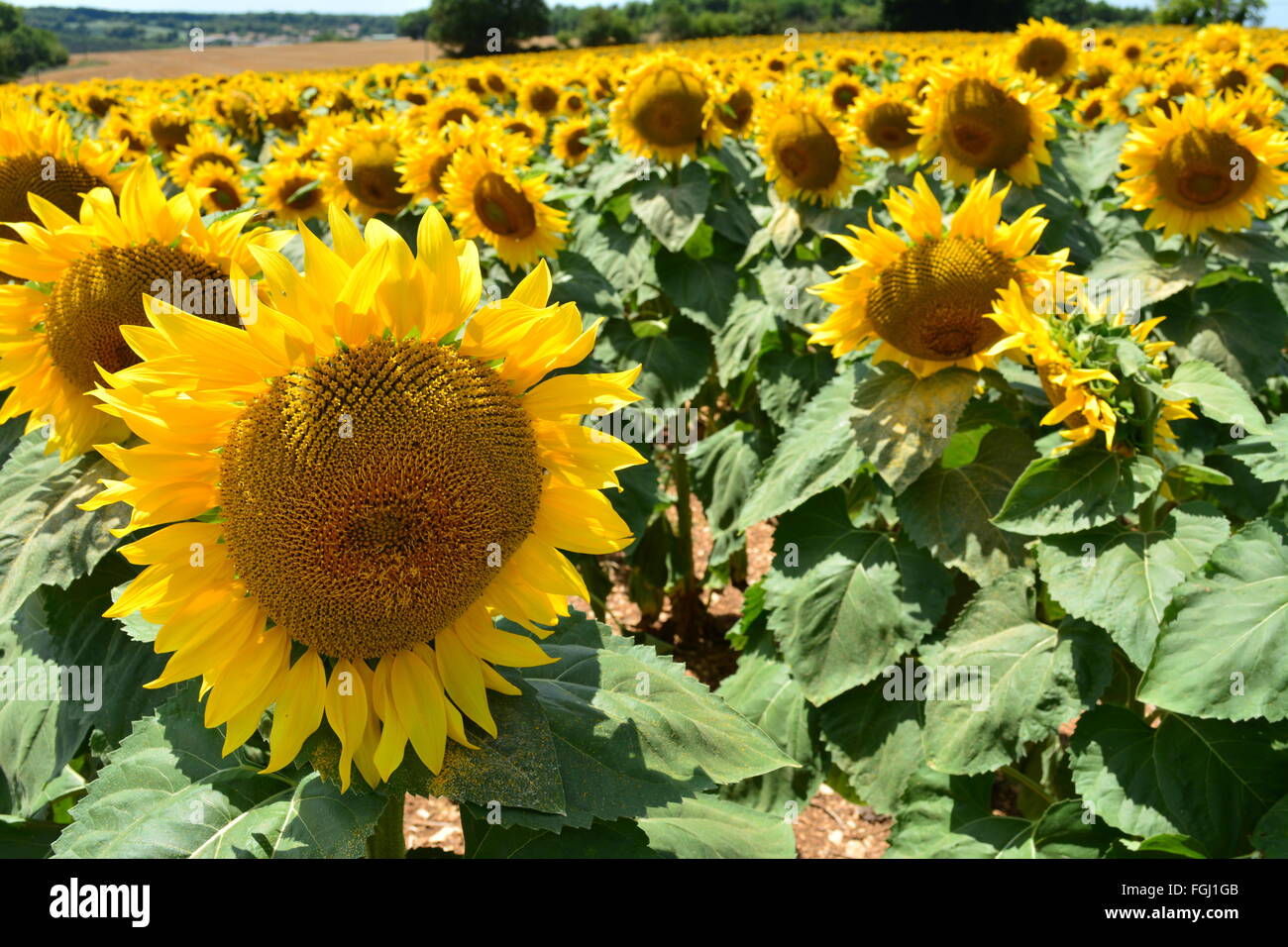 Girasole in campo su una luminosa e soleggiata giornata con un cielo blu Foto Stock