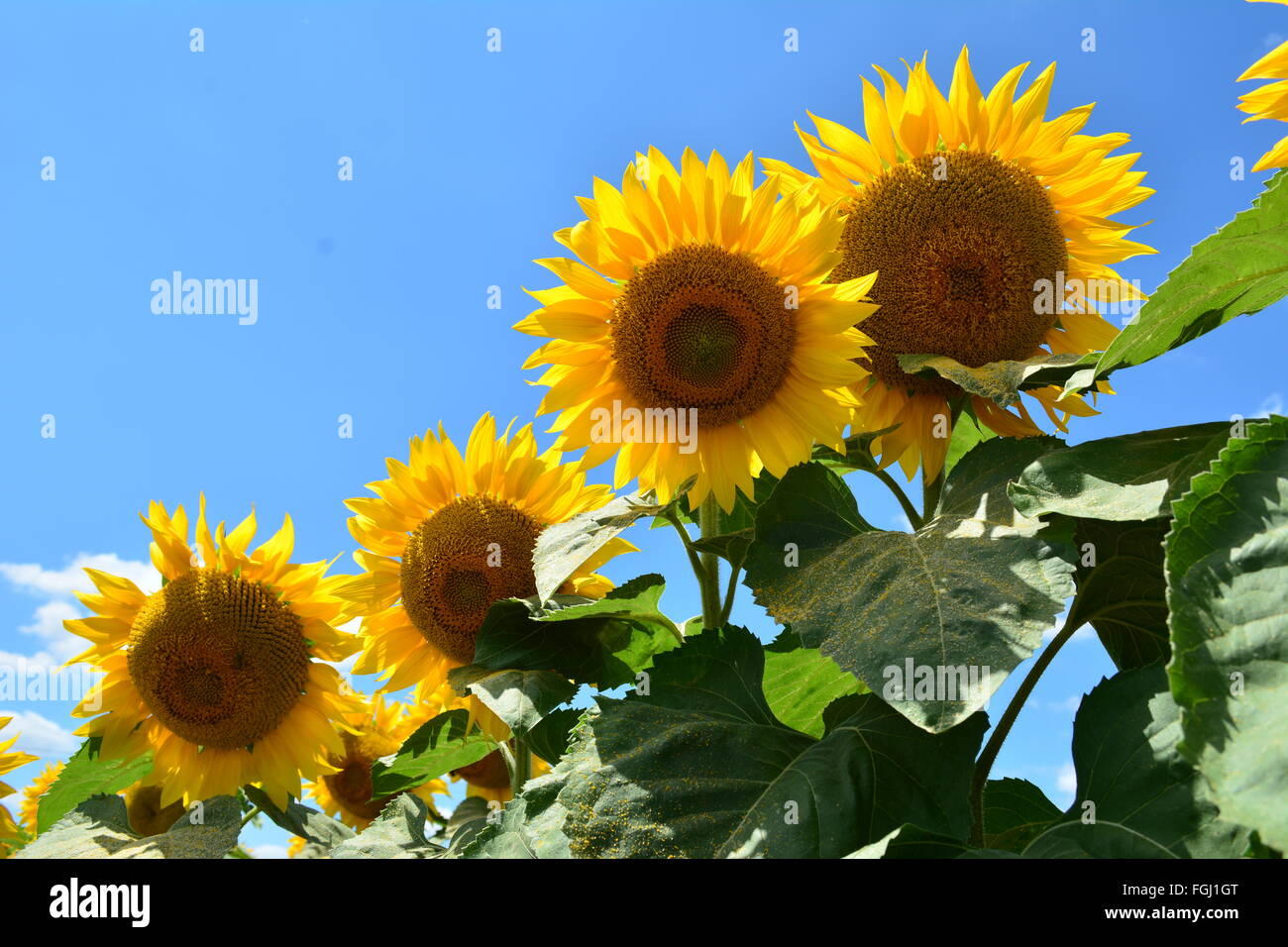 Girasole in campo su una luminosa e soleggiata giornata con un cielo blu Foto Stock