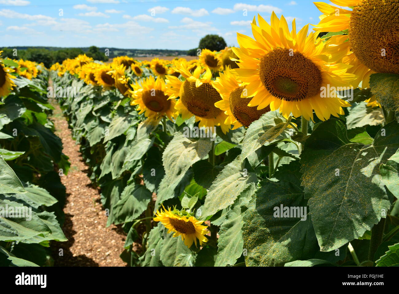 Girasole in campo su una luminosa e soleggiata giornata con un cielo blu Foto Stock