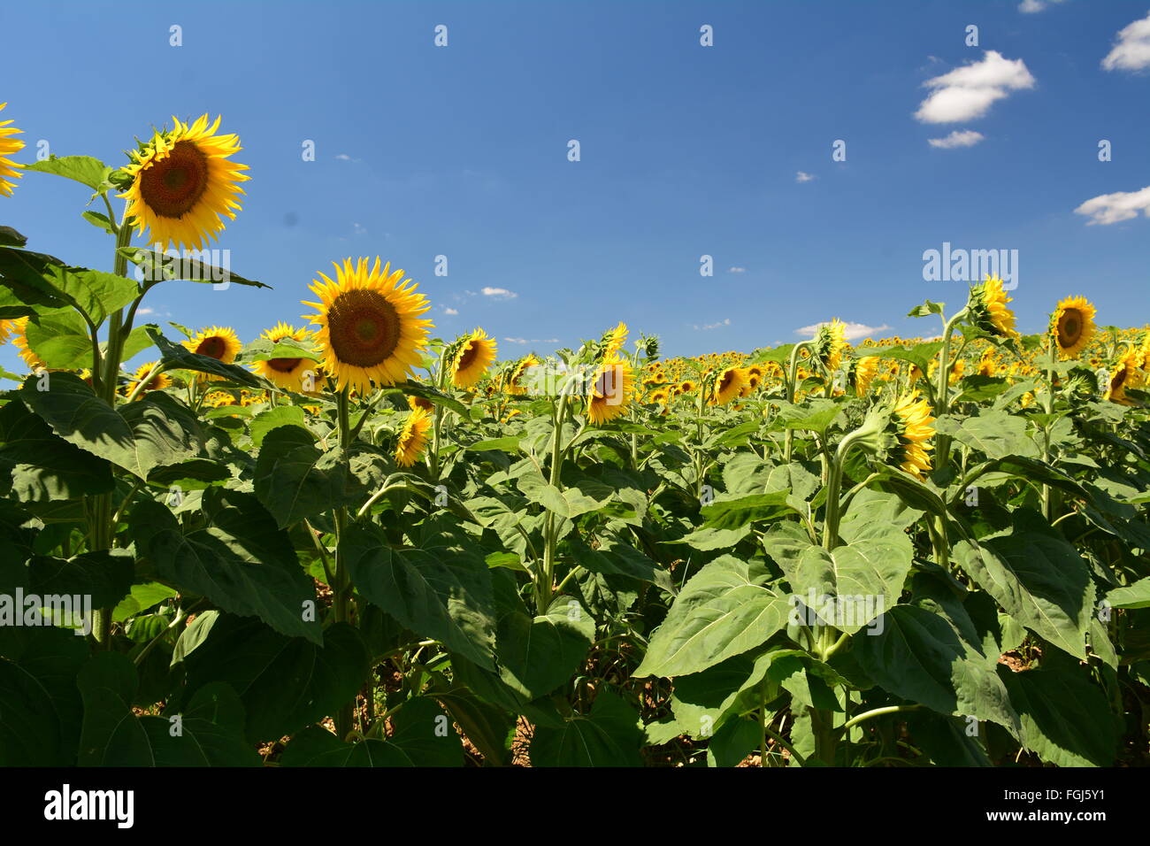 Girasole in campo su una luminosa e soleggiata giornata con un cielo blu Foto Stock