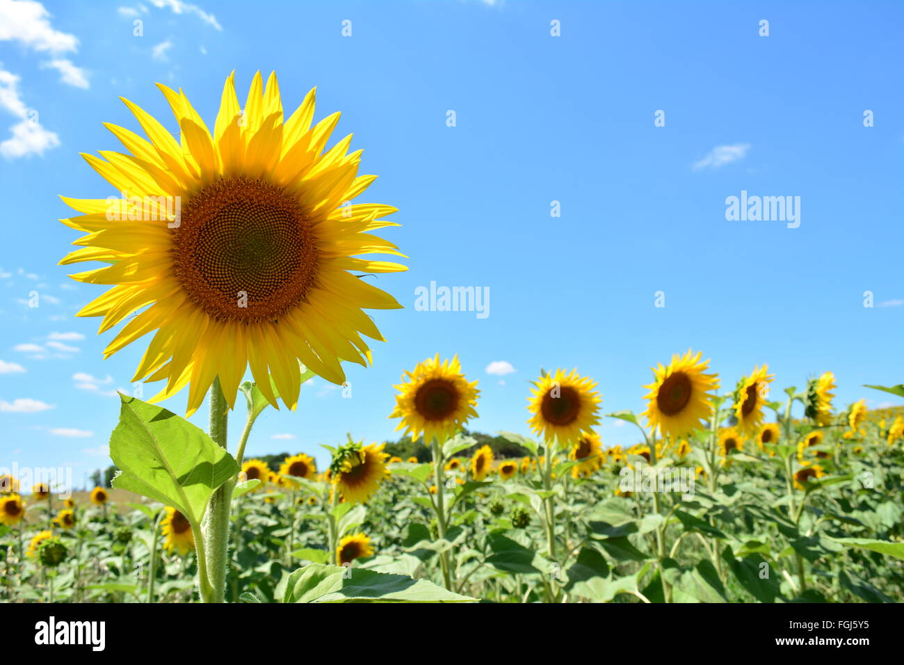Girasole in campo su una luminosa e soleggiata giornata con un cielo blu Foto Stock