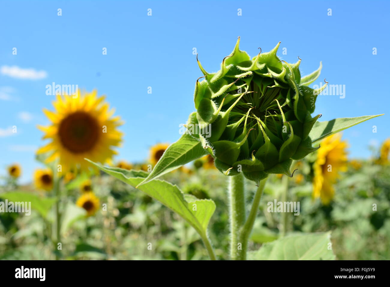 Girasole in campo su una luminosa e soleggiata giornata con un cielo blu Foto Stock