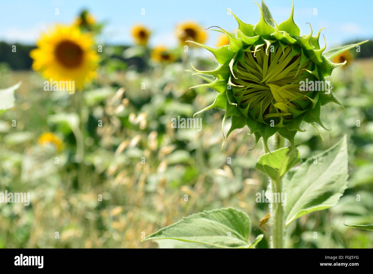 Girasole in campo su una luminosa e soleggiata giornata con un cielo blu Foto Stock