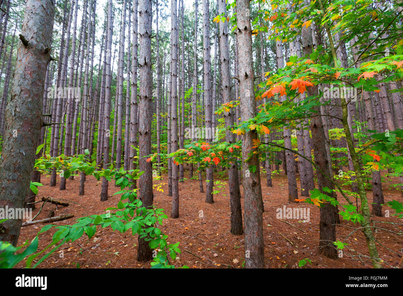Di una piantagione di pini all'interno di Sleeping Bear Dunes National Lakeshore cresce alta e dritta. Un letto di aghi di pino copre il suolo Foto Stock