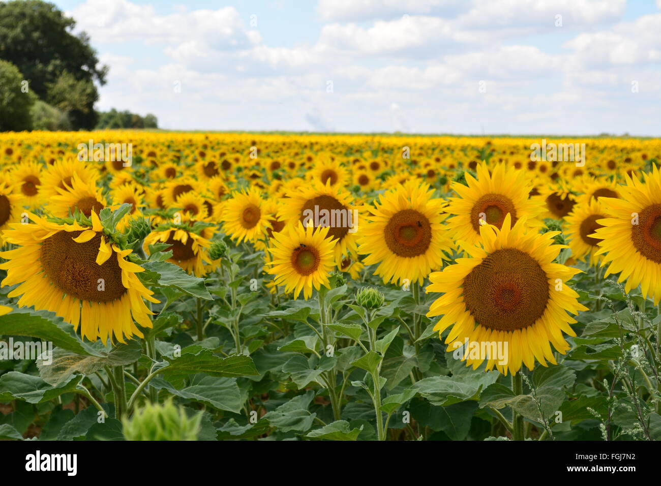 Girasole in campo su una luminosa e soleggiata giornata con un cielo blu Foto Stock