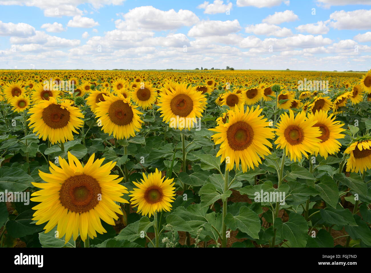 Girasole in campo su una luminosa e soleggiata giornata con un cielo blu Foto Stock
