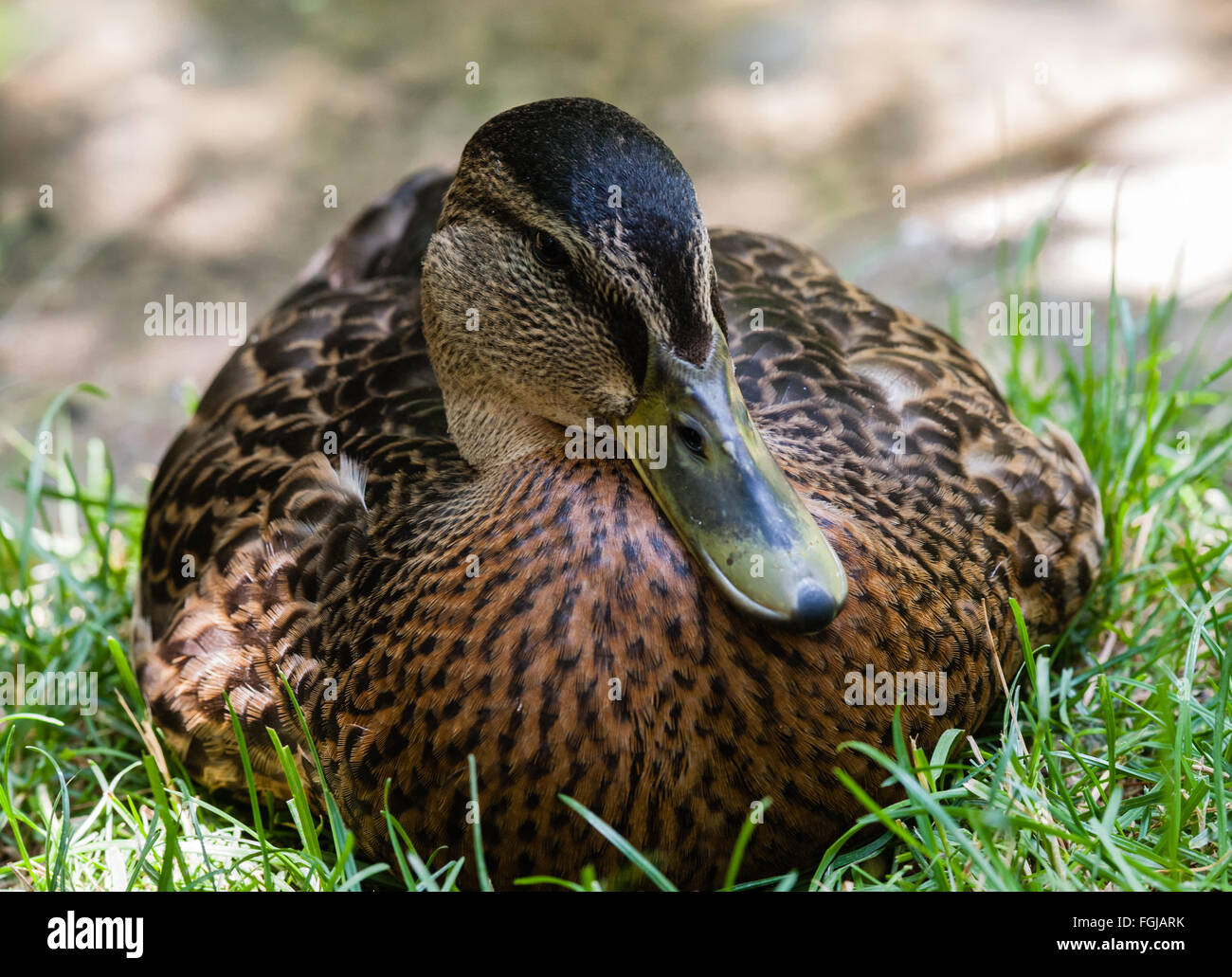 Close-up di grasso donna Mallard duck rivolta in avanti seduto in erba con sfondo sfocato. Foto Stock