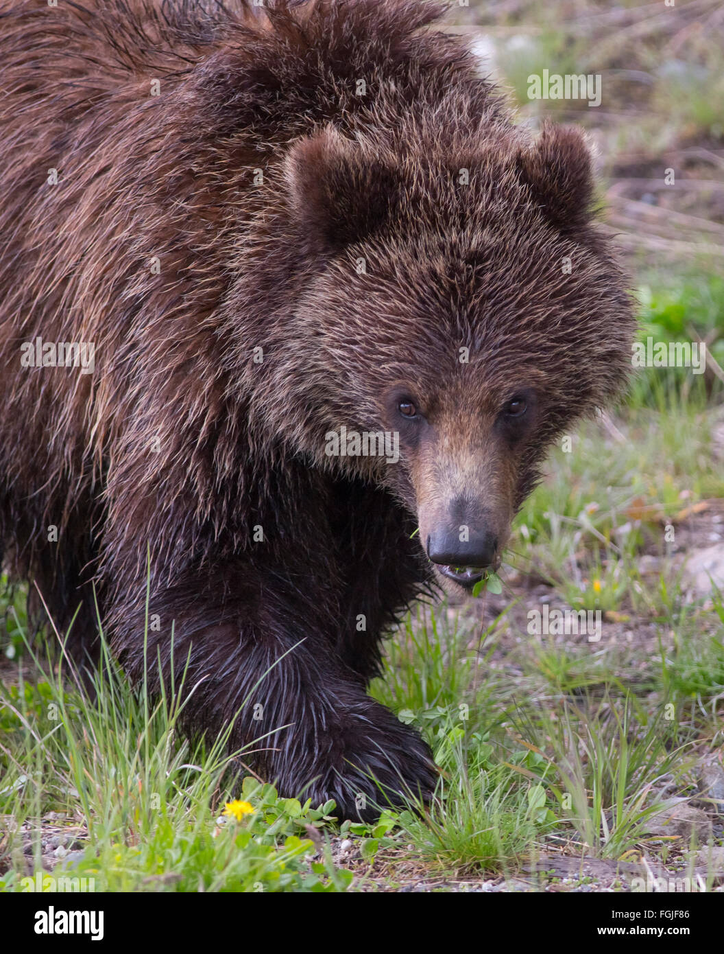 American Black Bear-close-up Foto Stock