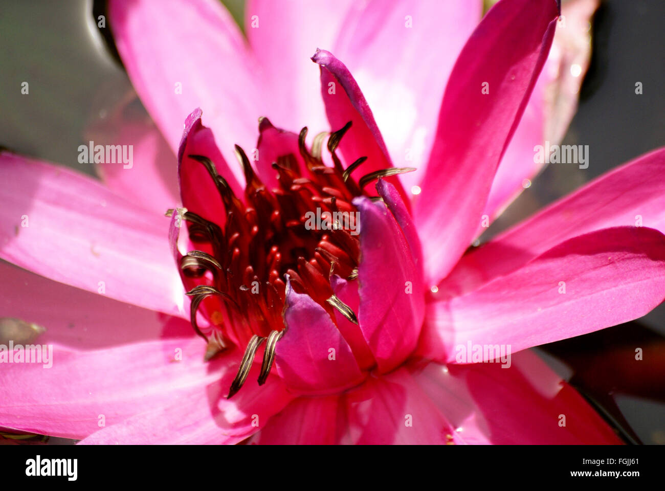 Nymphaea pubescens e peloso acqua-Lily, acqua di rosa-giglio acquatico rhizomatous pianta con finemente arrotondato foglie dentato, fiore rosa Foto Stock