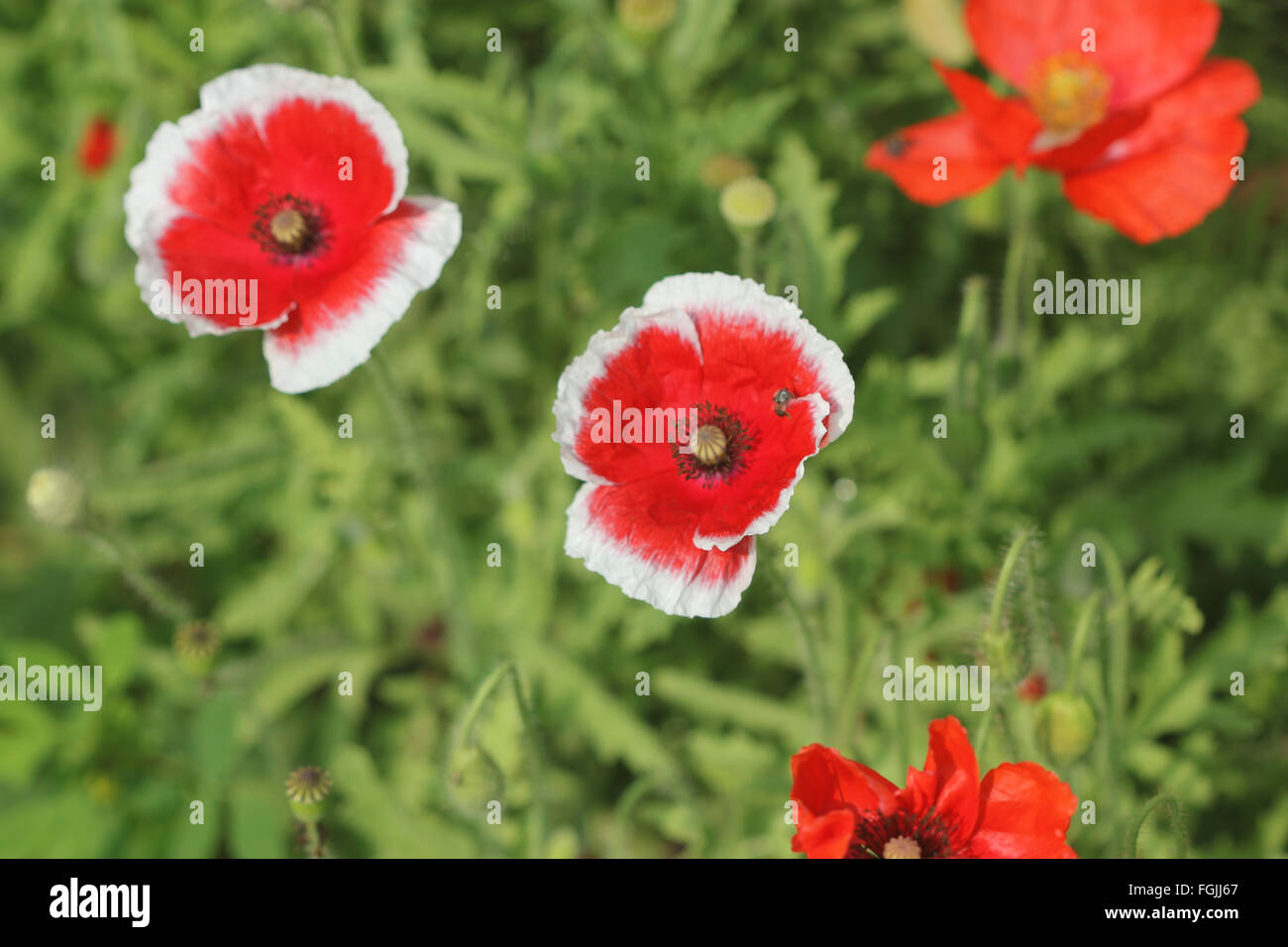 Papaver rhoeas, comune papavero, erbe ornamentali con pinnately dissezionati lascia, Pelosa, fiori di colore rosso con il bianco emarginati petali, fr Foto Stock