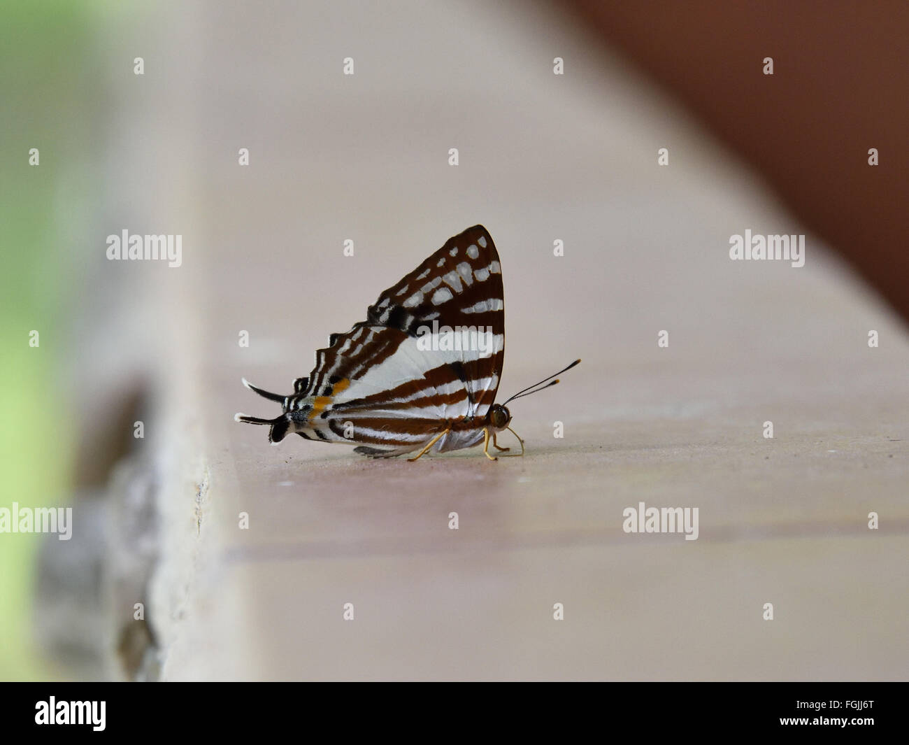Il punzone di bianco Butterfly (Dodona deodata) dell'Riodinidae trovare sostanze nutritive su di una superficie di pietra in Thailandia Foto Stock