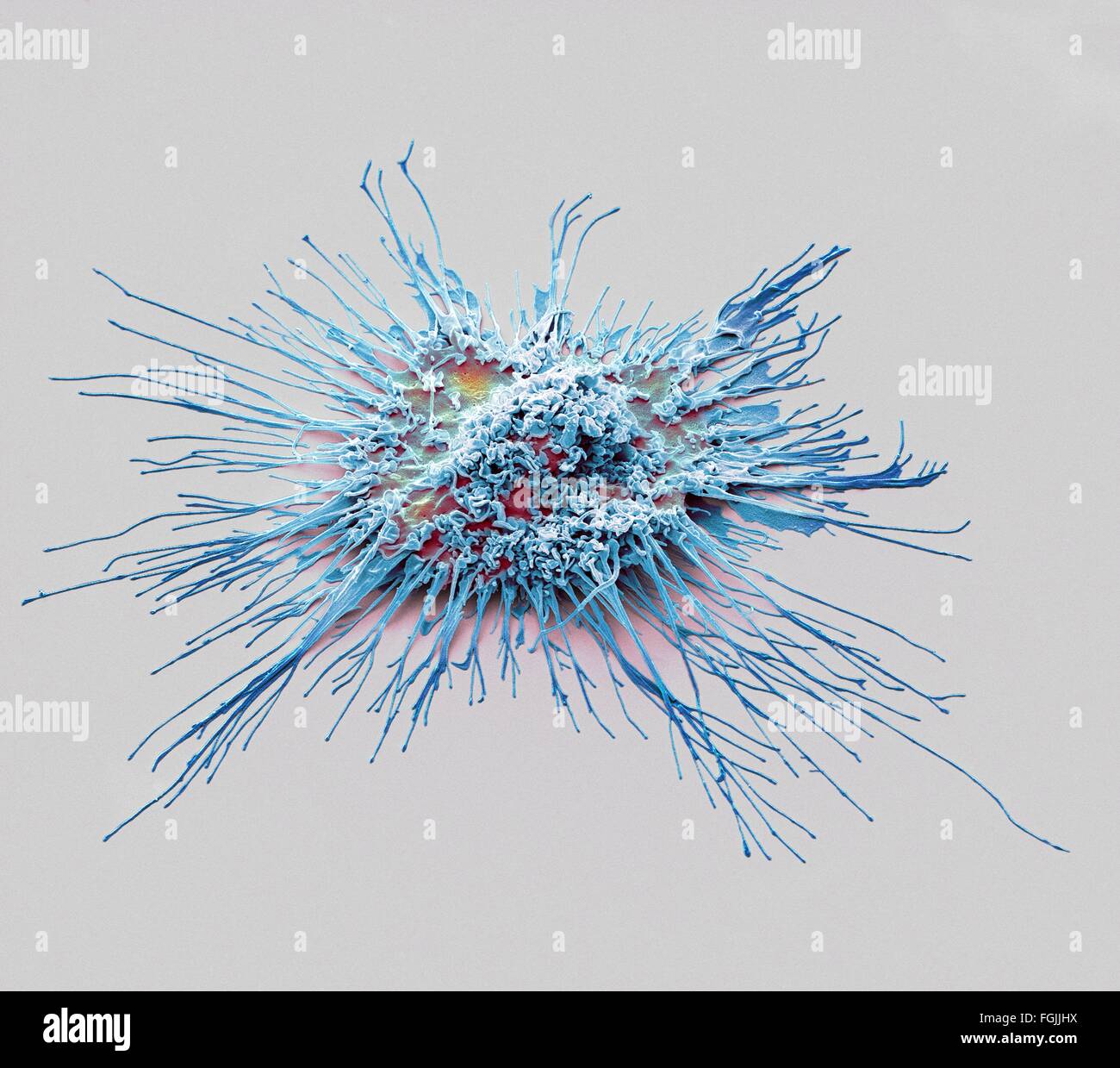 Cellula dendritica. Color scanning electron microfotografia (SEM) di una cella di protezione del sistema immunitario umano noto come Foto Stock