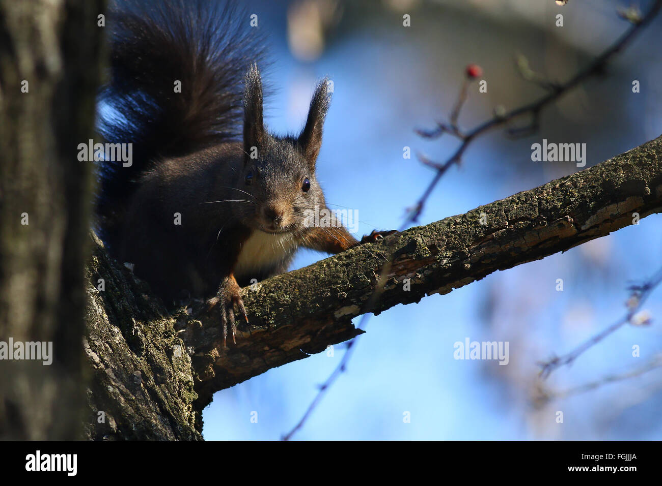 Lo scoiattolo su un ramo di albero contro il cielo blu Foto Stock