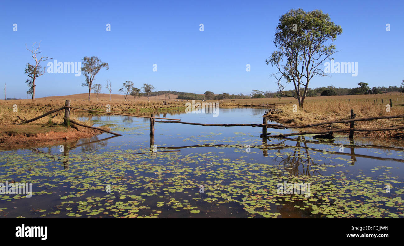 Outback australiano billabong con recinto e acqua lillies Foto Stock