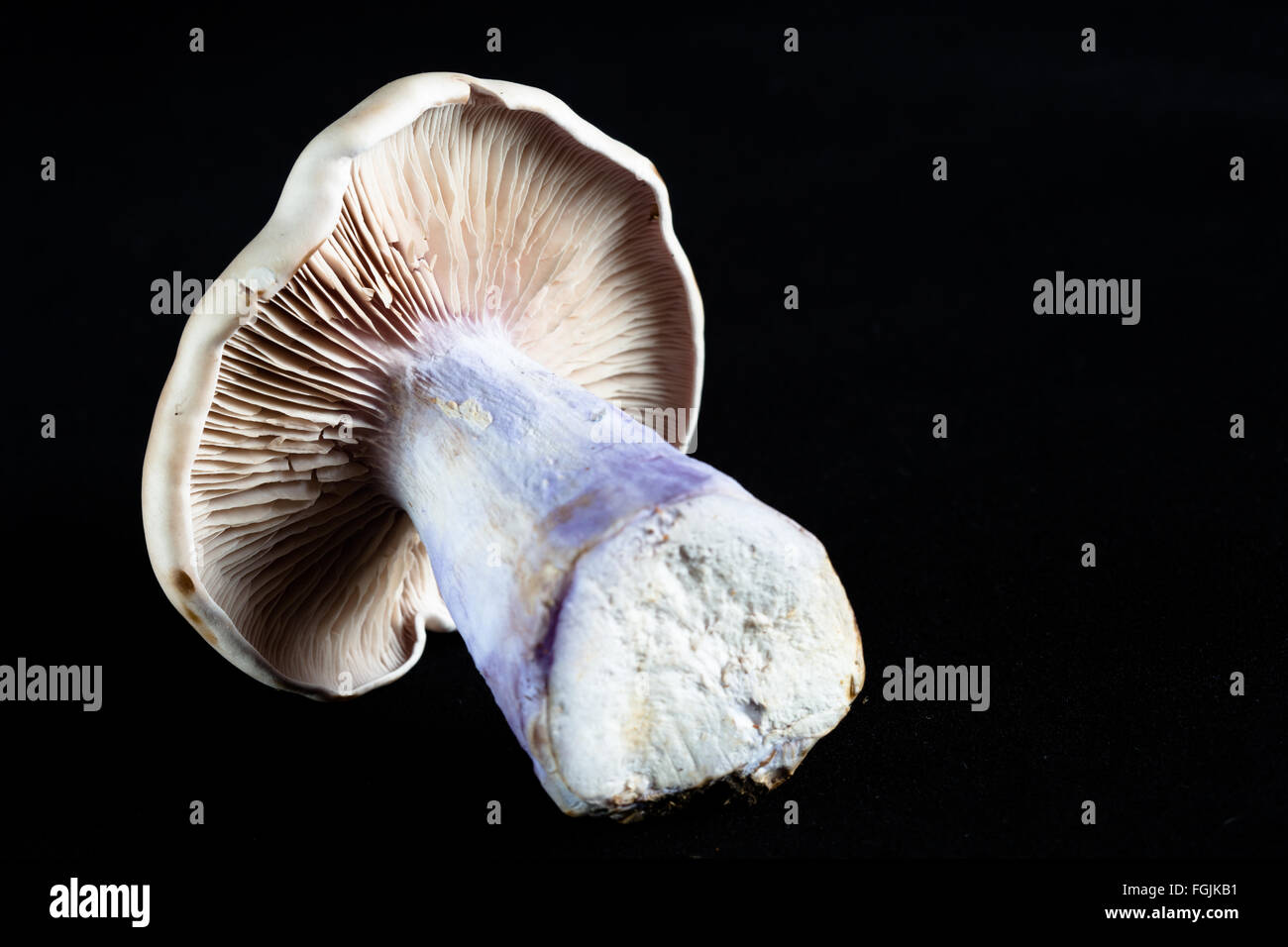 Una macro immagine della stipe, branchie e lo stelo di un re tromba fungo/funghi (Pleurotus eryngii) Foto Stock