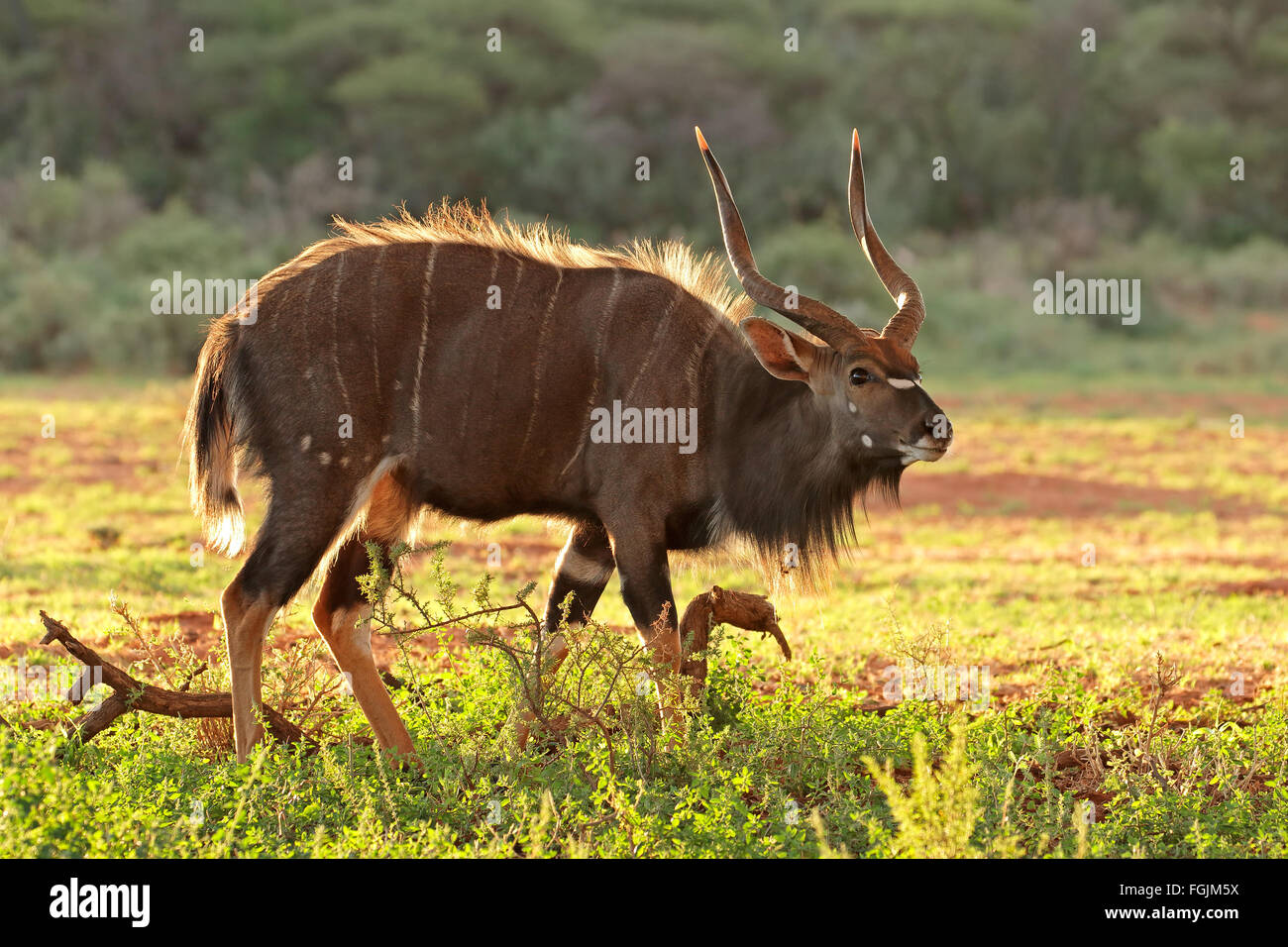 Maschio di antilope Nyala (Tragelaphus angasii) nel tardo pomeriggio di luce, Sud Africa Foto Stock
