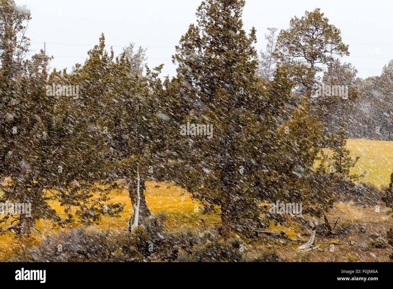 La neve cade di fronte alcuni alberi di pino in questo incelement blizzard inverno meteo astratta. Foto Stock