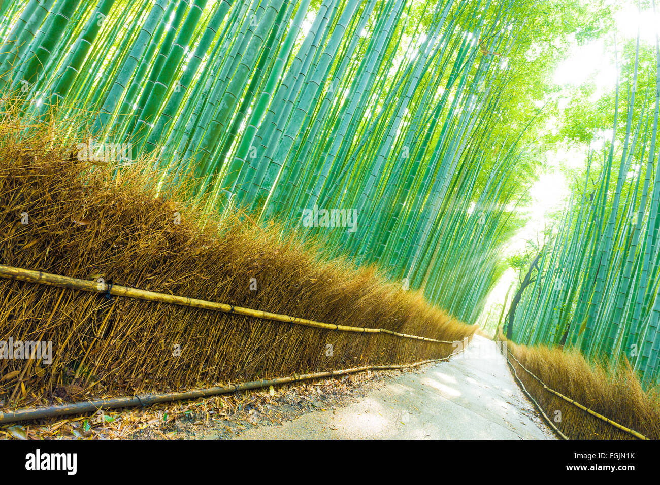 Luce del sole di mattina attraverso i picchi alti alberi di bambù per formare raggi di Dio su un sentiero vuoto road ad Arashiyama Boschetto di bambù in foresta Foto Stock