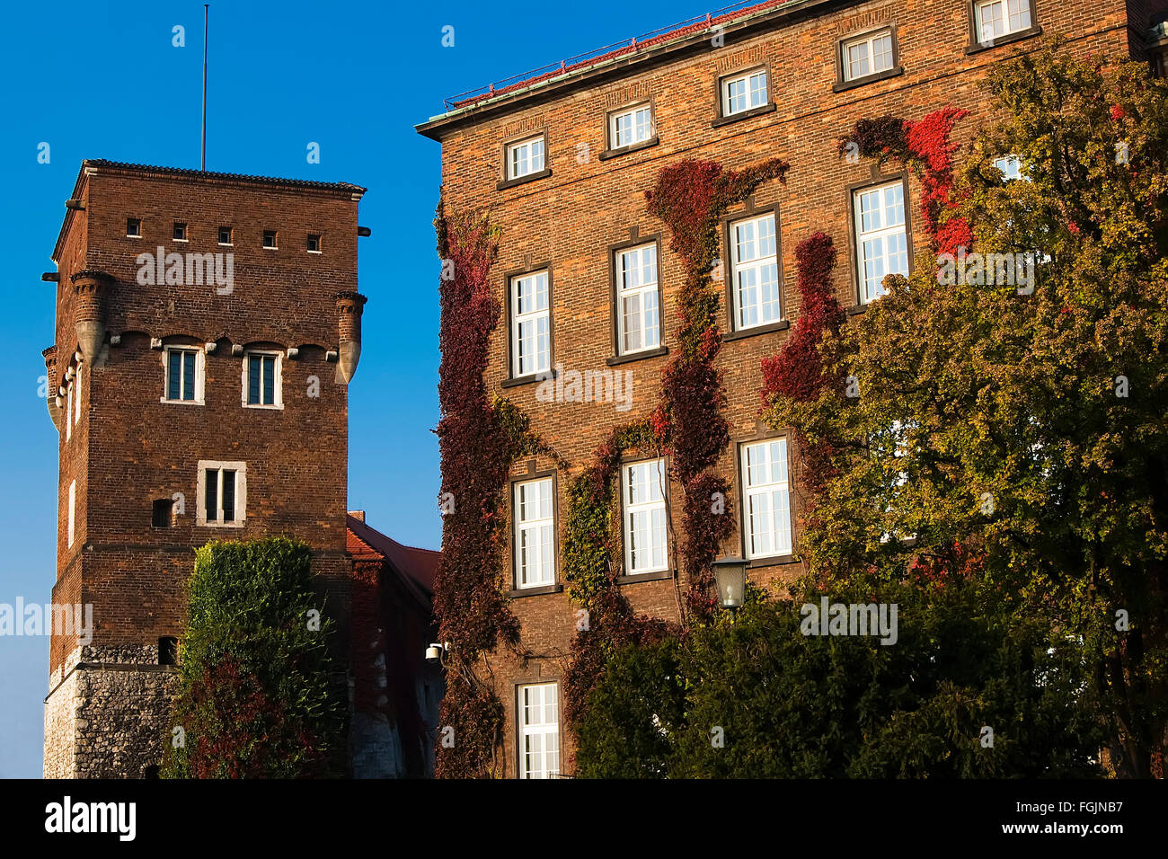 Autunno edera sul muro dell'edificio. Il Castello Reale di Wawel. La Polonia. Cracovia. Foto Stock