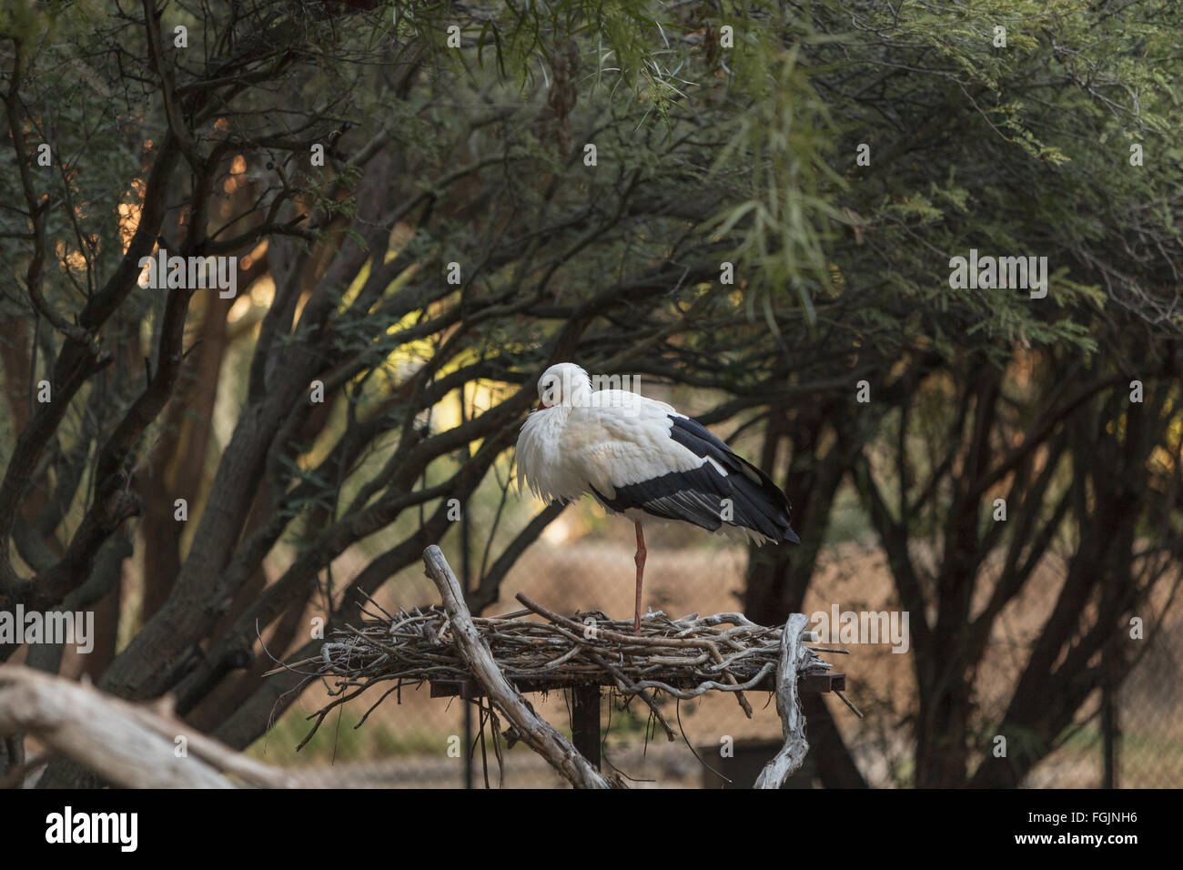 Unione cicogna bianca, Ciconia ciconia, è un uccello trovati in Africa e il subcontinente indiano. Foto Stock